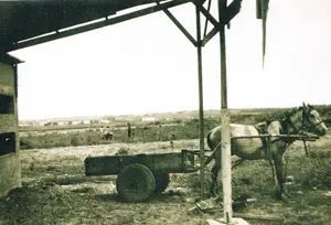 הרכבים. מרכבות של פעם