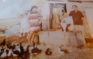 שושנה ויעקב עם התרנגולים והפרות